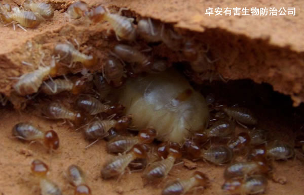 白蟻防治：白蟻如何繁衍生長？－深圳卓安有害生物防治公司