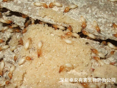 白蟻防治需找專業(yè)人員處理－深圳卓安有害生物防治公司