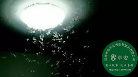 如何防止白蟻進(jìn)門(mén)及消滅白蟻？－深圳卓安有害生物防治公司