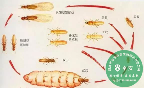 如何防止白蟻進(jìn)門(mén)及消滅白蟻？－深圳卓安有害生物防治公司