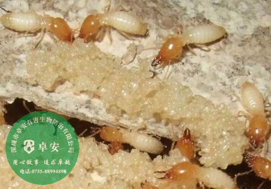 白蟻的危害有哪些？－深圳卓安有害生物防治公司