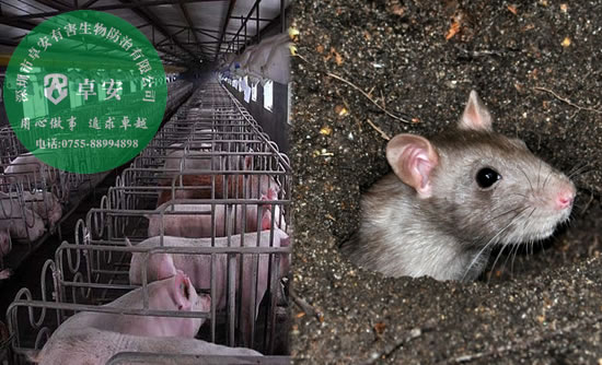 養(yǎng)豬場(chǎng)有效滅鼠方法指南－深圳卓安有害生物防治公司