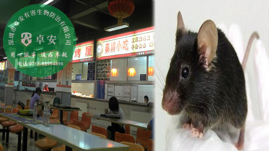 餐館如何有效消滅老鼠？－深圳卓安有害生物防治公司