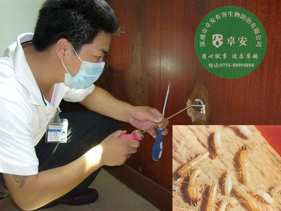 怎么消滅家中的白蟻窩？－深圳卓安有害生物防治公司