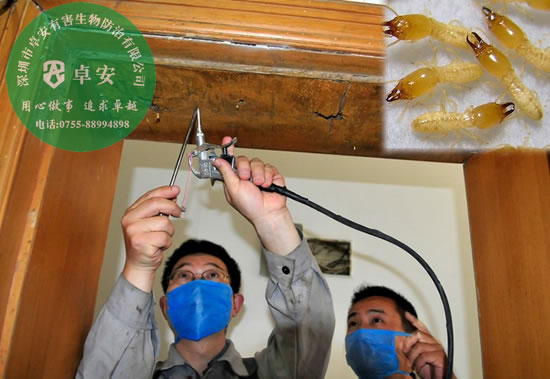 家中發(fā)現(xiàn)白蟻怎么滅？－深圳卓安有害生物防治公司