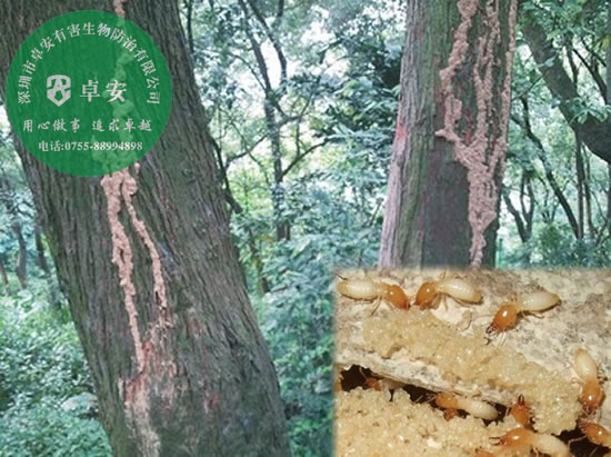 園林樹(shù)木的白蟻預(yù)防方法－深圳卓安有害生物防治公司