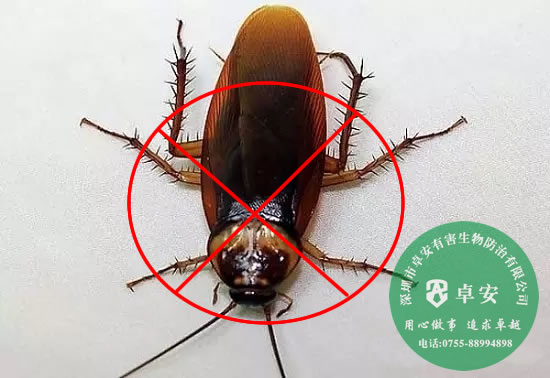 家庭怎樣有效消滅蟑螂呢？－深圳卓安有害生物防治公司